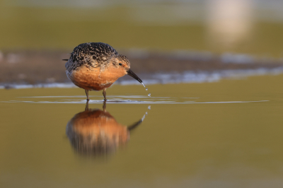 <i class='fa fa-user'></i> Henk Wiebe van der Meulen |   Kanoet  <i class='fa fa-eye'> 300</i>  <i class='fa fa-thumbs-up'> 22</i>   <i class='fa fa-comment-o'> 11</i>