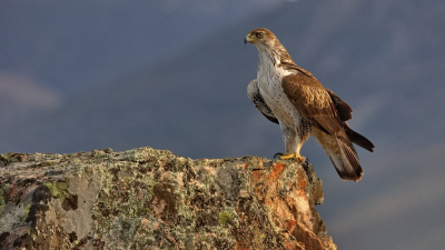 <i class='fa fa-user'></i> Boudewijn Schreiner |   Havikarend  <i class='fa fa-eye'> 408</i>  <i class='fa fa-thumbs-up'> 19</i>   <i class='fa fa-comment-o'> 15</i>