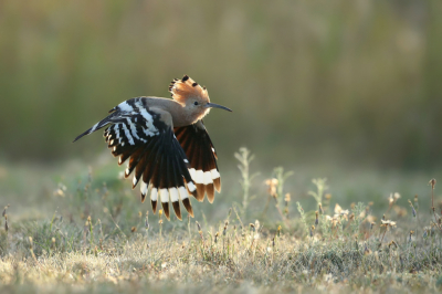 <i class='fa fa-user'></i> Frank Kremer |   Hop  <i class='fa fa-eye'> 564</i>  <i class='fa fa-thumbs-up'> 17</i>   <i class='fa fa-comment-o'> 11</i>