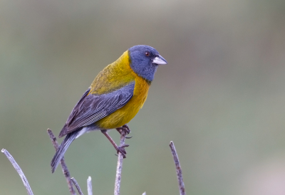 <i class='fa fa-user'></i> charlysax |   Punasierragors  <i class='fa fa-eye'> 125</i>  <i class='fa fa-thumbs-up'> 4</i>   <i class='fa fa-comment-o'> 4</i>