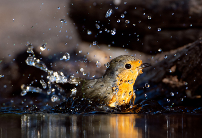 Een paar maanden geleden ben ik na een pauze van bijna tien jaar weer begonnen met vogelfotografie. Dit is n van de eerste foto's.