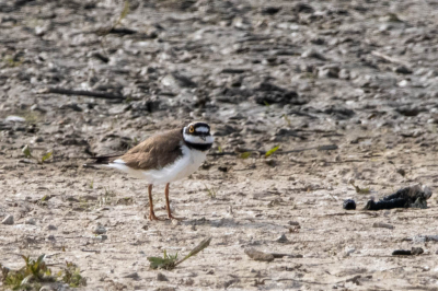 Iemand vertelde ons van de Vogelkijkhut Vreugderijkerwaard in Zwolle en omdat het zo dichtbij is en het was een zonnige dag hebben we even gekeken. We zagen veel mooie vogels, Waaronder deze kleine plevier.