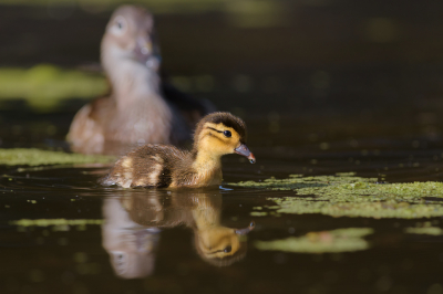 <i class='fa fa-user'></i> RVDaalen |   Mandarijneend  <i class='fa fa-eye'> 93</i>  <i class='fa fa-thumbs-up'> 2</i>   <i class='fa fa-comment-o'> 22</i>