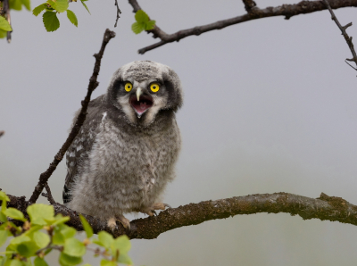 <i class='fa fa-user'></i> Ben Reitsma |   Sperweruil  <i class='fa fa-eye'> 249</i>  <i class='fa fa-thumbs-up'> 6</i>   <i class='fa fa-comment-o'> 6</i>