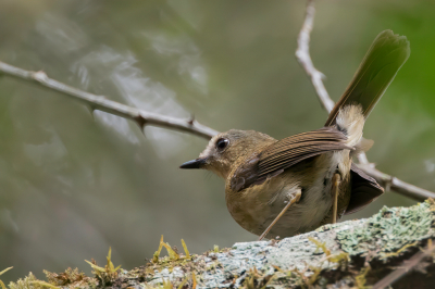 <i class='fa fa-user'></i> Paul van Giersbergen |   Iringajanfrederik  <i class='fa fa-eye'> 120</i>   <i class='fa fa-comment-o'> 3</i>
