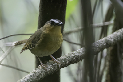 <i class='fa fa-user'></i> Paul van Giersbergen |   Sharpes Akalat  <i class='fa fa-eye'> 121</i>   <i class='fa fa-comment-o'> 0</i>
