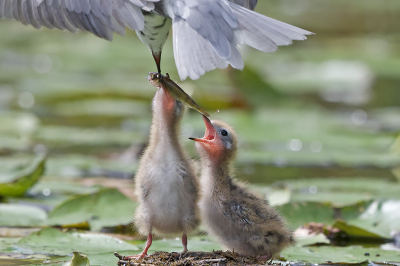 <i class='fa fa-user'></i> Hans Reitsma |   Zwarte Stern  <i class='fa fa-eye'> 123</i>  <i class='fa fa-thumbs-up'> 2</i>   <i class='fa fa-comment-o'> 23</i>