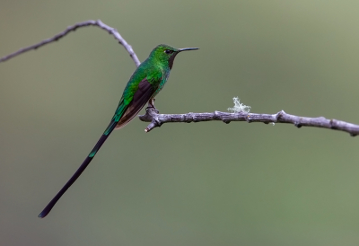 <i class='fa fa-user'></i> charlysax |   Groenstaartkomeetkolibrie  <i class='fa fa-eye'> 124</i>  <i class='fa fa-thumbs-up'> 6</i>   <i class='fa fa-comment-o'> 3</i>