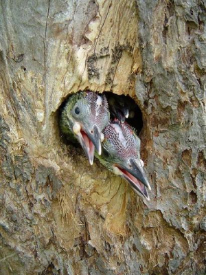 Jonge groenespechten vechten wachten tot een van de ouders weer komt met voedsel.
nest op oog hoogte.
