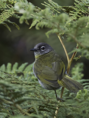 <i class='fa fa-user'></i> Paul van Giersbergen |   Groenkeelbuulbuul  <i class='fa fa-eye'> 117</i>   <i class='fa fa-comment-o'> 1</i>