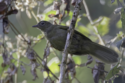 <i class='fa fa-user'></i> Paul van Giersbergen |   Shelleys Buulbuul  <i class='fa fa-eye'> 122</i>   <i class='fa fa-comment-o'> 0</i>