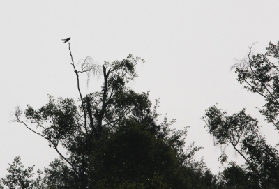 In het Haaksbergse Veen zat deze Koekoek op flinke afstand te roepen. Het duurde even voordat ik hem gespot had, daar hoog in de boom. Ondank klein in beeld is de soort onmiskenbaar en misschien zelfs wel heel "typisch" in deze houding.