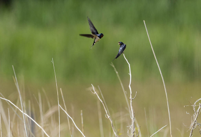 De foto is genomen net buiten het Vakantiepark Landal Natuurdorp Suyderoogh. Cordinaten 53.38832,  6.22103 bij het water Nieuwe Robbengat. Ik wilde al langer foto maken van zwaluwen, maar dat er twee in beeld komen is natuurlijk geluk hebben. Of het een vriendelijk onderonsje was weet ik niet. Ze waren wel binnen een paar seconden weer weg.