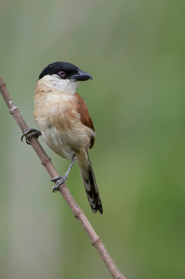 <i class='fa fa-user'></i> Paul van Giersbergen |   Kleine Tsjagra  <i class='fa fa-eye'> 164</i>  <i class='fa fa-thumbs-up'> 4</i>   <i class='fa fa-comment-o'> 3</i>