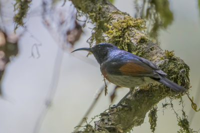 <i class='fa fa-user'></i> Paul van Giersbergen |   Roodvleugelhoningzuiger  <i class='fa fa-eye'> 132</i>  <i class='fa fa-thumbs-up'> 2</i>   <i class='fa fa-comment-o'> 0</i>