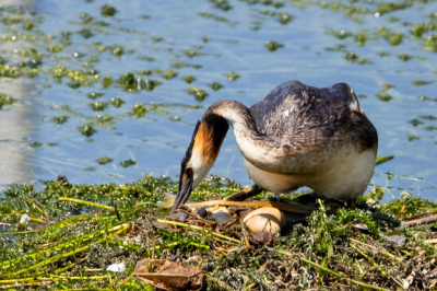 MAANDOPDRACHT
In een klein haventje in het plaatsje Ranco aan het Lago Maggiore in Itali had een Futenpaar een nest gebouwd, drijvend op de grote hoeveelheid waterplanten.