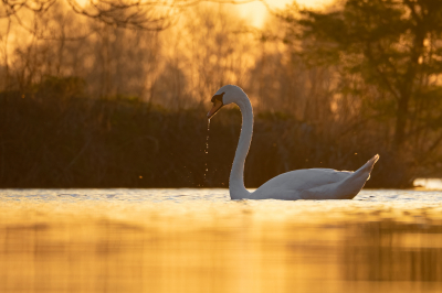 Door het late avondlicht kleurde het water om deze knobbelzwaan heen oranje. Toen de zwaan iets uit het water haalde vielen er allemaal druppels naar beneden.