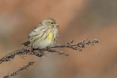 <i class='fa fa-user'></i> Gejo Wassink |   Europese Kanarie  <i class='fa fa-eye'> 261</i>  <i class='fa fa-thumbs-up'> 12</i>   <i class='fa fa-comment-o'> 8</i>