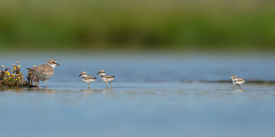 MAANDOPDRACHT 
Vanuit de fotohut. Moeders wacht ongeduldig tot haar kroost de oversteek naar het eilandje heeft gemaakt.
