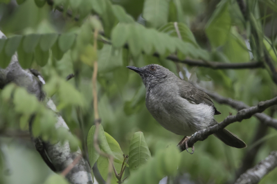 <i class='fa fa-user'></i> Paul van Giersbergen |   Miombosavannezanger  <i class='fa fa-eye'> 126</i>   <i class='fa fa-comment-o'> 0</i>