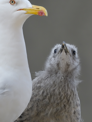 <i class='fa fa-user'></i> josephine |   Kleine Mantelmeeuw  <i class='fa fa-eye'> 142</i>  <i class='fa fa-thumbs-up'> 8</i>   <i class='fa fa-comment-o'> 24</i>