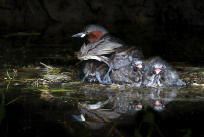 <i class='fa fa-user'></i> Gejo Wassink |   Dodaars  <i class='fa fa-eye'> 270</i>  <i class='fa fa-thumbs-up'> 1</i>   <i class='fa fa-comment-o'> 21</i>