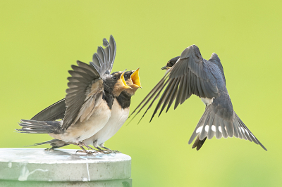 <i class='fa fa-user'></i> Ruud Scherpenisse |   Boerenzwaluw  <i class='fa fa-eye'> 153</i>  <i class='fa fa-thumbs-up'> 9</i>   <i class='fa fa-comment-o'> 23</i>