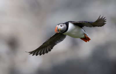 <i class='fa fa-user'></i> Ben Reitsma |   Papegaaiduiker  <i class='fa fa-eye'> 256</i>  <i class='fa fa-thumbs-up'> 12</i>   <i class='fa fa-comment-o'> 11</i>