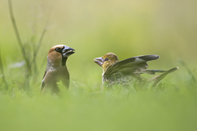 <i class='fa fa-user'></i> Bert Ooms |   Appelvink  <i class='fa fa-eye'> 146</i>  <i class='fa fa-thumbs-up'> 8</i>   <i class='fa fa-comment-o'> 23</i>