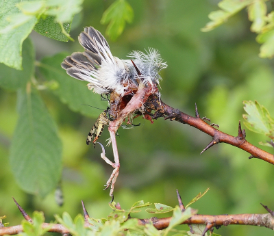 <i class='fa fa-user'></i> corvanspijk |   Koolmees  <i class='fa fa-eye'> 132</i>  <i class='fa fa-thumbs-up'> 2</i>   <i class='fa fa-comment-o'> 27</i>