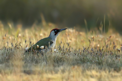 <i class='fa fa-user'></i> Frank Kremer |   Groene Specht  <i class='fa fa-eye'> 270</i>  <i class='fa fa-thumbs-up'> 6</i>   <i class='fa fa-comment-o'> 3</i>