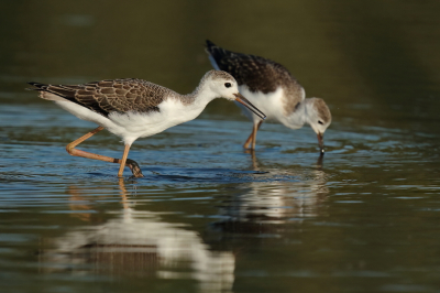 <i class='fa fa-user'></i> horneman69 |   Steltkluut  <i class='fa fa-eye'> 96</i>  <i class='fa fa-thumbs-up'> 6</i>   <i class='fa fa-comment-o'> 22</i>