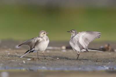 <i class='fa fa-user'></i> Henk Wiebe van der Meulen |   Witte Kwikstaart  <i class='fa fa-eye'> 91</i>  <i class='fa fa-thumbs-up'> 3</i>   <i class='fa fa-comment-o'> 21</i>