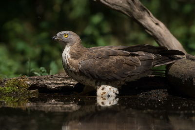 In Hongarije zijn wij ook een dag naar de boshut gegaan in de hoop de Zwarte Specht voor de lens te krijgen. Helaas heeft die zich niet laten zien. Maar er kwam wel een Wespendief drinken. Wat een fantastisch mooie vogel is dit. En zo groot..