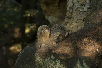 <i class='fa fa-user'></i> Robert Westerhof |   Oehoe  <i class='fa fa-eye'> 122</i>  <i class='fa fa-thumbs-up'> 5</i>   <i class='fa fa-comment-o'> 23</i>