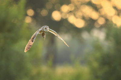 <i class='fa fa-user'></i> thijsglastra |   Ransuil  <i class='fa fa-eye'> 390</i>  <i class='fa fa-thumbs-up'> 11</i>   <i class='fa fa-comment-o'> 23</i>