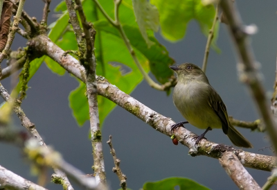 <i class='fa fa-user'></i> charlysax |   Boliviaanse Vliegenpikker  <i class='fa fa-eye'> 110</i>  <i class='fa fa-thumbs-up'> 1</i>   <i class='fa fa-comment-o'> 3</i>
