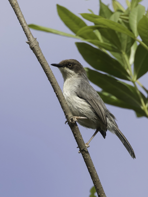 <i class='fa fa-user'></i> Paul van Giersbergen |   Bruinkopapalis  <i class='fa fa-eye'> 115</i>   <i class='fa fa-comment-o'> 1</i>