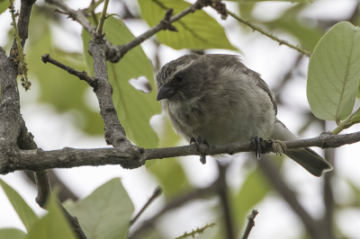 <i class='fa fa-user'></i> Paul van Giersbergen |   Miombokanarie  <i class='fa fa-eye'> 125</i>   <i class='fa fa-comment-o'> 1</i>