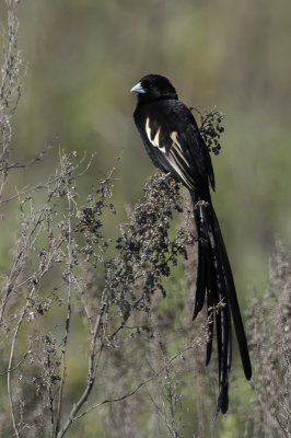 <i class='fa fa-user'></i> Paul van Giersbergen |   Reichenows Widavink  <i class='fa fa-eye'> 157</i>  <i class='fa fa-thumbs-up'> 2</i>   <i class='fa fa-comment-o'> 3</i>