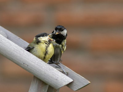 <i class='fa fa-user'></i> hansgans |   Koolmees  <i class='fa fa-eye'> 90</i>   <i class='fa fa-comment-o'> 23</i>