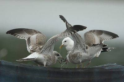 <i class='fa fa-user'></i> Alex Roetemeijer |   Stormmeeuw  <i class='fa fa-eye'> 99</i>  <i class='fa fa-thumbs-up'> 3</i>   <i class='fa fa-comment-o'> 21</i>