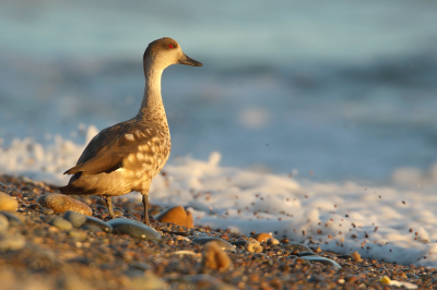 <i class='fa fa-user'></i> Martjan Lammertink |   Andeseend  <i class='fa fa-eye'> 170</i>  <i class='fa fa-thumbs-up'> 6</i>   <i class='fa fa-comment-o'> 2</i>