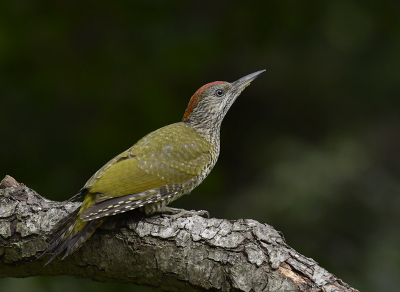 <i class='fa fa-user'></i> henkdikkers |   Groene Specht  <i class='fa fa-eye'> 287</i>  <i class='fa fa-thumbs-up'> 25</i>   <i class='fa fa-comment-o'> 19</i>