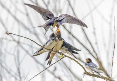 <i class='fa fa-user'></i> Erna Koelman |   Boerenzwaluw  <i class='fa fa-eye'> 95</i>  <i class='fa fa-thumbs-up'> 1</i>   <i class='fa fa-comment-o'> 23</i>