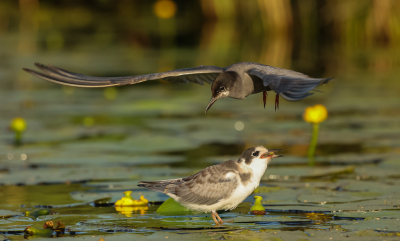 <i class='fa fa-user'></i> DavidvtHof |   Zwarte Stern  <i class='fa fa-eye'> 89</i>  <i class='fa fa-thumbs-up'> 2</i>   <i class='fa fa-comment-o'> 21</i>