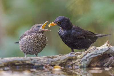 <i class='fa fa-user'></i> Katoo |   Merel  <i class='fa fa-eye'> 98</i>  <i class='fa fa-thumbs-up'> 2</i>   <i class='fa fa-comment-o'> 21</i>