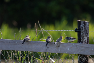 <i class='fa fa-user'></i> Willy_P |   Witte Kwikstaart  <i class='fa fa-eye'> 81</i>   <i class='fa fa-comment-o'> 23</i>