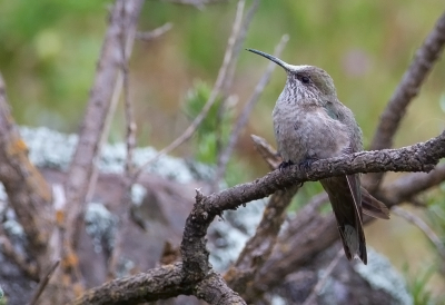 <i class='fa fa-user'></i> charlysax |   Zwartborstbergnimf  <i class='fa fa-eye'> 113</i>  <i class='fa fa-thumbs-up'> 1</i>   <i class='fa fa-comment-o'> 1</i>