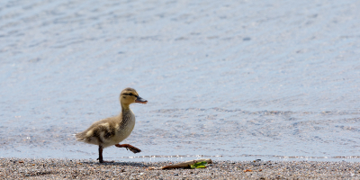 <i class='fa fa-user'></i> jan Luit |   Wilde Eend  <i class='fa fa-eye'> 80</i>  <i class='fa fa-thumbs-up'> 1</i>   <i class='fa fa-comment-o'> 21</i>